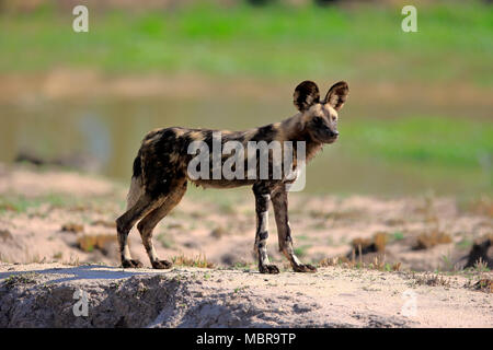 African wild dog (Lycaon pictus), adult, alert, Sabi Sand Game Reserve, Kruger National Park, South Africa Stock Photo