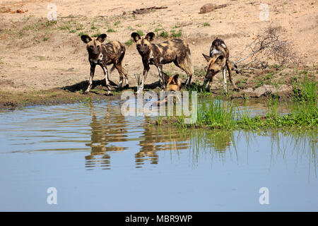 African wild dogs (Lycaon pictus), adult, pack at waterhole, Sabi Sand Game Reserve, Kruger National Park, South Africa Stock Photo