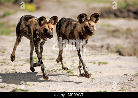 African wild dogs (Lycaon pictus), hunting, running, social behaviour, Sabi Sand Game Reserve, Kruger National Park Stock Photo