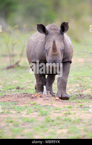White rhinoceros (Ceratotherium simum), half adult young animal, walking, pachyderm, Kruger National Park, South Africa Stock Photo
