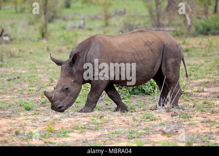 White rhinoceros (Ceratotherium simum), half adult young animal, walking, foraging, pachyderm, Kruger National Park Stock Photo