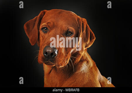 Labrador Retriever, yellow, male, animal portrait against a dark background, studio shot Stock Photo