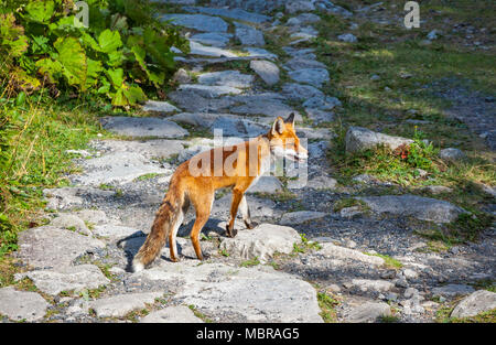 Fox, Tatras Mountains, Slovakia Stock Photo - Alamy