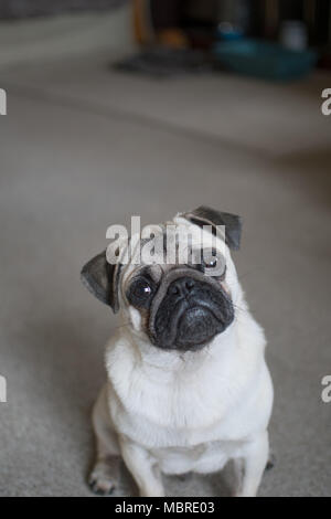 Cute Pup puppy looking upwards with big sad eyes Stock Photo
