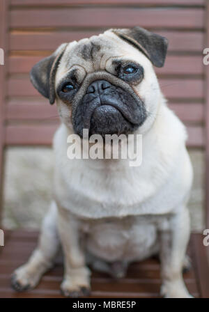 Cute Pup puppy looking upwards with big sad eyes Stock Photo
