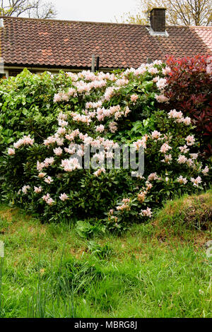 Blooming colourfully here in a country garden in Southern England ...