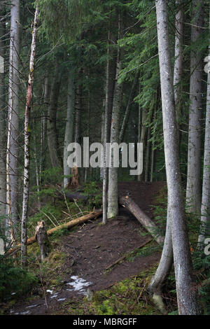 Birch and spruce tree trunks with a fallen tree log on the mountains forest hill Stock Photo