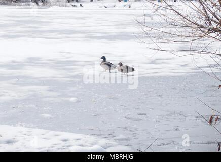 A pair of wild ducks on the ice frozen pond. Wild animal. Stock Photo