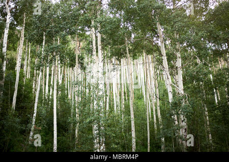 Dense stand of aspen trees in summer with leafy green canopies and lush undergrowth vegetation and sapling viewed low angle on a mountain slope Stock Photo