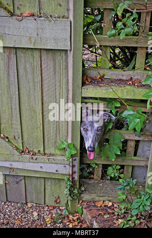 A blue whippet dog looking through an old garden fence Stock Photo