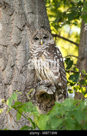 Northern spotted owl is camouflaged on tree branch in green forest Stock Photo