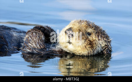 Curious Sea Otter (Enhydra lutris) floating in Santa Cruz Harbor. Stock Photo