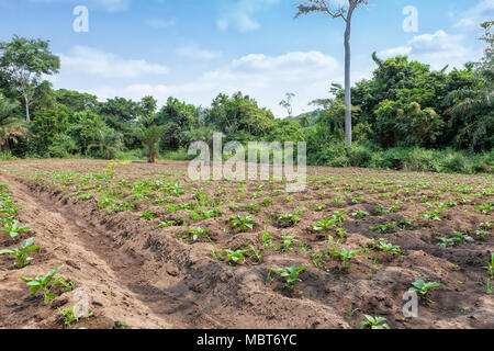 Rural plantation in the middle of the cabinda jungle. Angola, Africa. Stock Photo