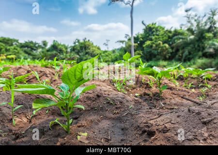 Rural plantation in the middle of the cabinda jungle, close view. Angola, Africa. Stock Photo