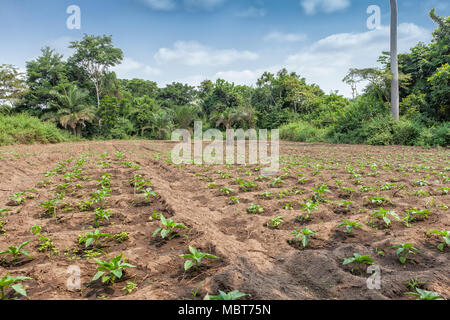 Rural plantation in the middle of the cabinda jungle. Angola, Africa. Stock Photo