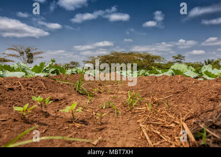 Rural plantation in the middle of the cabinda jungle. Angola, Africa. Stock Photo