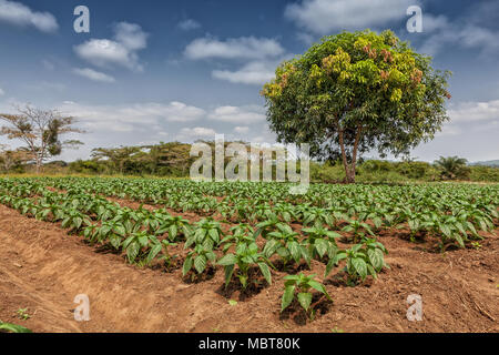 Rural plantation in the middle of the cabinda jungle. Angola, Africa. Stock Photo