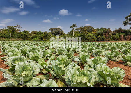 Rural plantation of cabbages in the middle of the cabinda jungle. Angola, Africa. Stock Photo