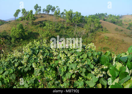 Vagamon Meadows Green Meadows Vagamon hill station at Western Ghats Kerala India Stock Photo