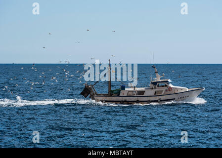 Leaving a trail behind it, fishing boat returns to port chased by many seagulls, Calpe village, Costa Blanca, Alicante province, Spain Stock Photo