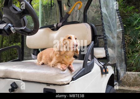 Golf cart shop dog seat