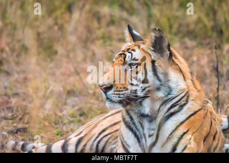 Side view close-up portrait of a two year old male Bengal Tiger, Panthera tigris tigris, Bandhavgarh Tiger Reserve, Madhya Pradesh, India Stock Photo