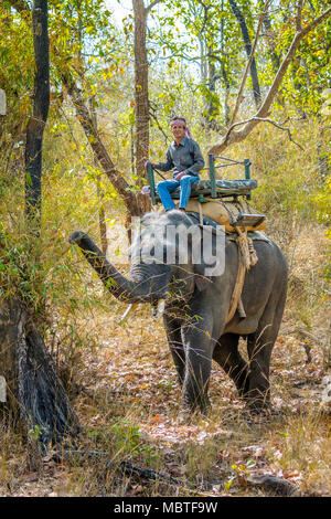 Mahout on an Asian, or Indian Elephant, Bandhavgarh National Park, Tala, Madhya Pradesh, India Stock Photo