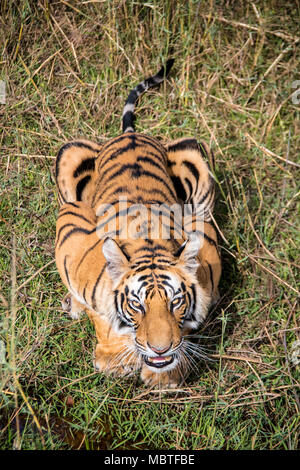 Two year old male Bengal Tiger, Panthera tigris tigris, snarling, looking up from below in the Bandhavgarh Tiger Reserve, Madhya Pradesh, India Stock Photo