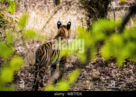 Two wild Bengal juvenile tigers running at full speed along the shore ...