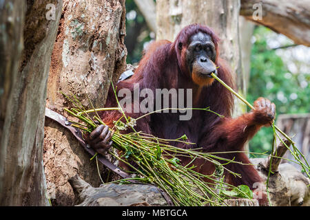 The orangutans are the two exclusively Asian species of extant great apes Stock Photo