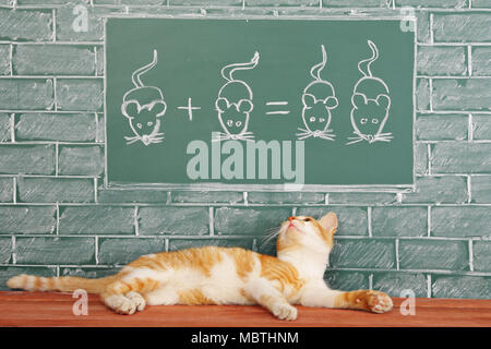 Education idea about foxy lazy Cat studied mathematics Stock Photo