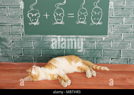 Education idea about foxy lazy Cat studied mathematics Stock Photo