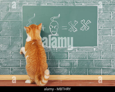 Education funny idea about red cat studying arithmetic Stock Photo