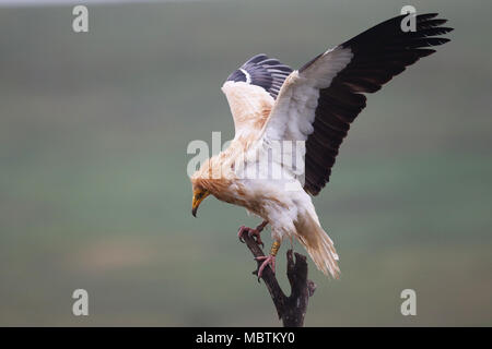 Egyptian vulture in Spain Stock Photo