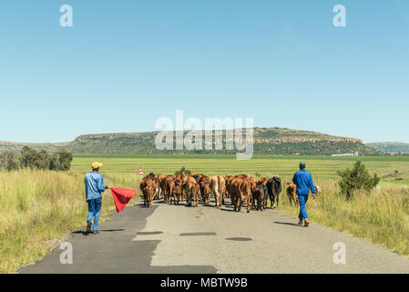 LADYBRAND, SOUTH AFRICA - MARCH 12, 2018: Cattle on the road to Modderpoort, a village near Ladybrand in the Eastern Free State Province near the bord Stock Photo