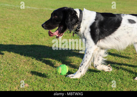 Black and White English Springer Spaniel (Canis lupus familiaris) dog dropping a ball from its mouth so it can be thrown outside in a park. England UK Stock Photo