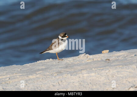 A breeding adult semipalmated plover on the shore of the Gulf of Mexico, USA. Stock Photo