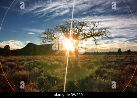 A dramatic tree silhouette is set against the backdrop of Bears Ears National Monument in Utah. A large circle of lens flare encircles the tree. Stock Photo