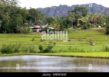 Countryside on Sulawesi: Mountain Ranges and Rice Fields in Toraja, Sulawesi, Indonesia Stock Photo