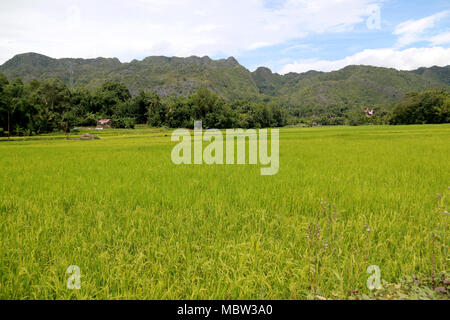 Countryside on Sulawesi: Mountain Ranges and Rice Fields in Toraja, Sulawesi, Indonesia Stock Photo