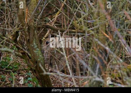 Camouflage Rabbit Rabbit (Oryctolagus cuniculus) in shrubs / thicket Stock Photo - Alamy