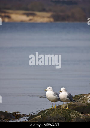 Two common gulls on a rock surrounded by water Stock Photo