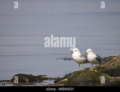 Two common gulls on a rock surrounded by water Stock Photo