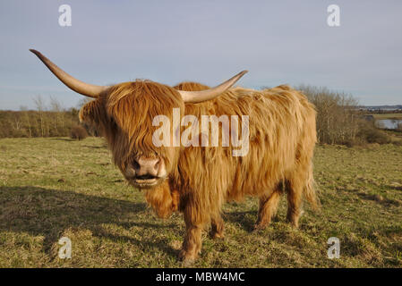 Highland cow (wide angle portrait) Stock Photo