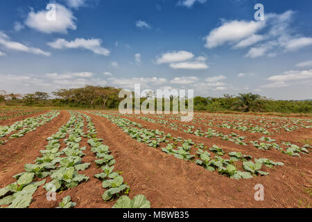 Rural plantation in the middle of the cabinda jungle. Angola, Africa. Stock Photo