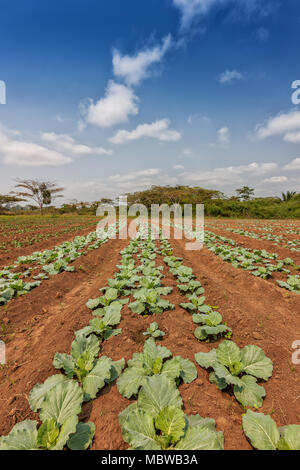 Rural plantation in the middle of the cabinda jungle. Angola, Africa. Stock Photo