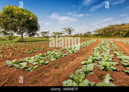 Rural plantation in the middle of the cabinda jungle. Angola, Africa. Stock Photo