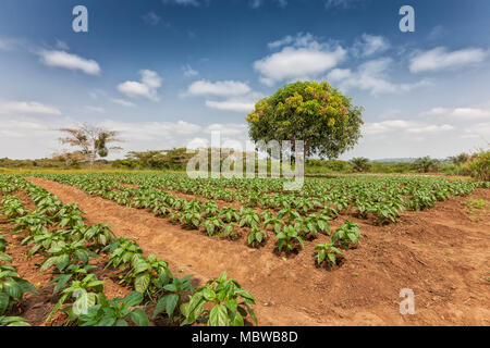 Rural plantation in the middle of the cabinda jungle. Angola, Africa. Stock Photo