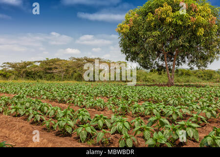 Rural plantation in the middle of the cabinda jungle. Angola, Africa. Stock Photo