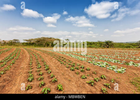 Rural plantation in the middle of the cabinda jungle. Angola, Africa. Stock Photo